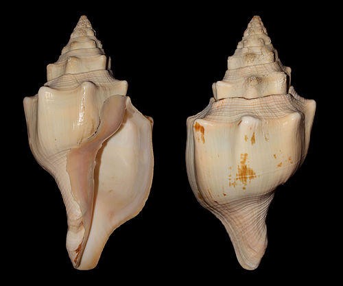 Turbinella angulata